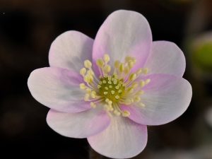 Hepatica nobilis var. pyrenaica ex 'Appleblossom'-0