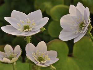 Hepatica nobilis 'Zartlila Traum'-0