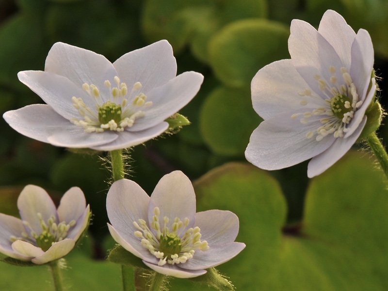 Hepatica nobilis 'Zartlila Traum'-0