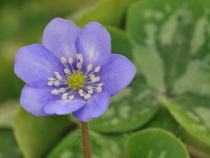 Hepatica x schlyteri (H. nobilis x H. maxima)-0