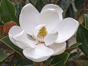 Magnolia grandiflora 'Kay Parris'-0