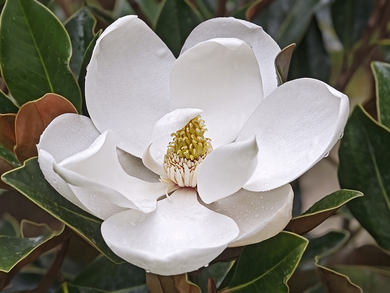 Magnolia grandiflora 'Kay Parris'-0