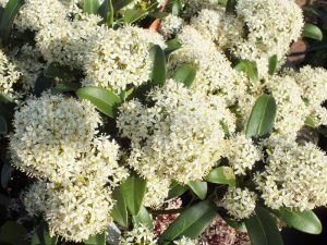 Skimmia japonica 'Snow White'-0