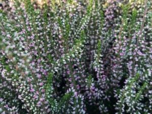 Calluna vulgaris Autumn bud heather Pink shades (9cm pot)-0