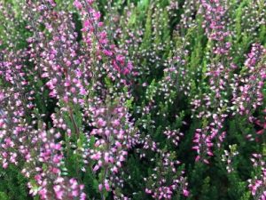 Calluna vulgaris Autumn bud heather Purple/Mauve shades-0
