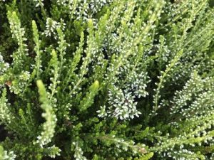 Calluna vulgaris Autumn bud heather White-0