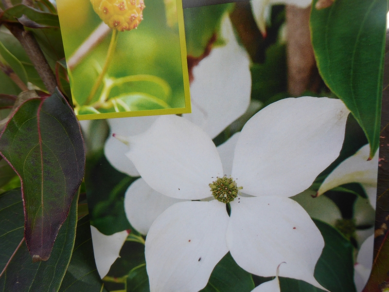 Cornus kousa 'Blue Shadow'-15252