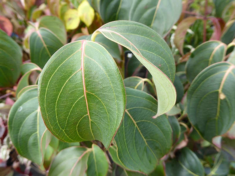 Cornus kousa 'Blue Shadow'-0