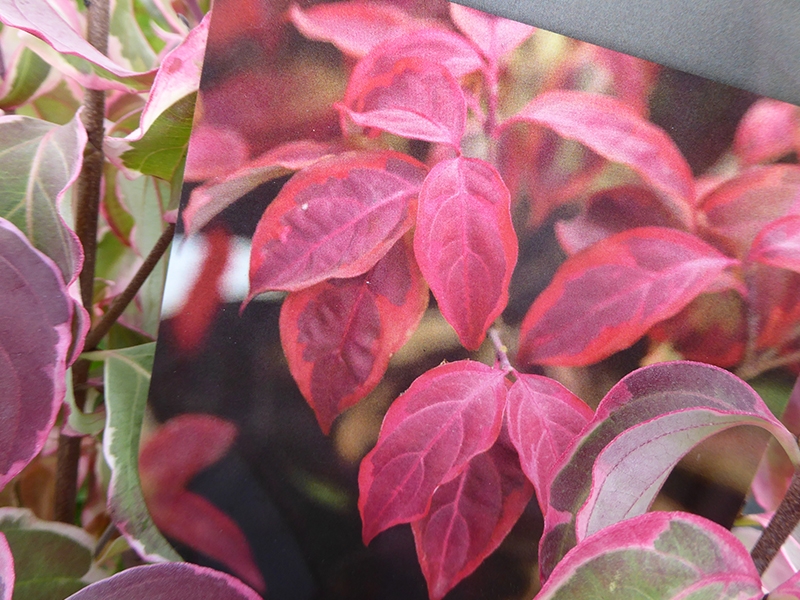 Cornus kousa 'Shira-yuki''-15253