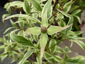 Cornus kousa 'Shira-yuki''-0