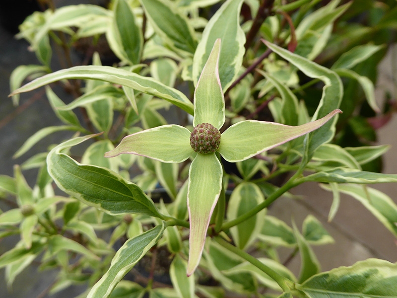 Cornus kousa 'Shira-yuki''-0
