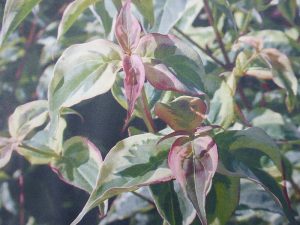 Cornus kousa 'Willy Boy''-0