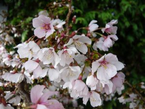 Prunus incisa 'Kojo-no-mai' 10L-0