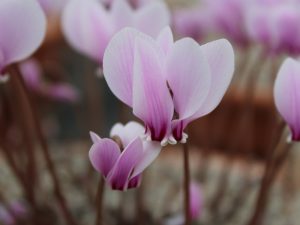 Cyclamen hederifolium subsp. crassifolium-0