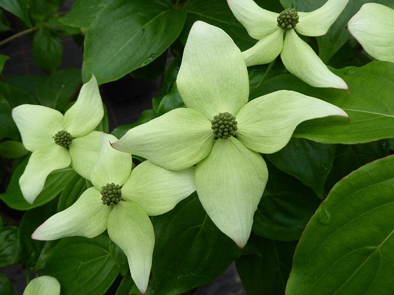 Cornus kousa 'Nicole'-0