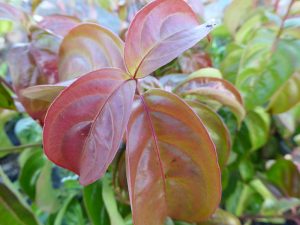 Cornus kousa 'Summer Sky Tree'-0