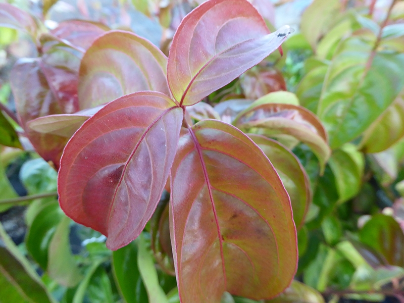 Cornus kousa 'Summer Sky Tree'-0