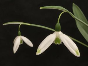 Galanthus 'Chantry Green Twins'-0