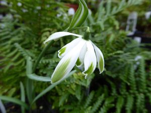 Galanthus nivalis 'Doncaster's Double Charmer'-0
