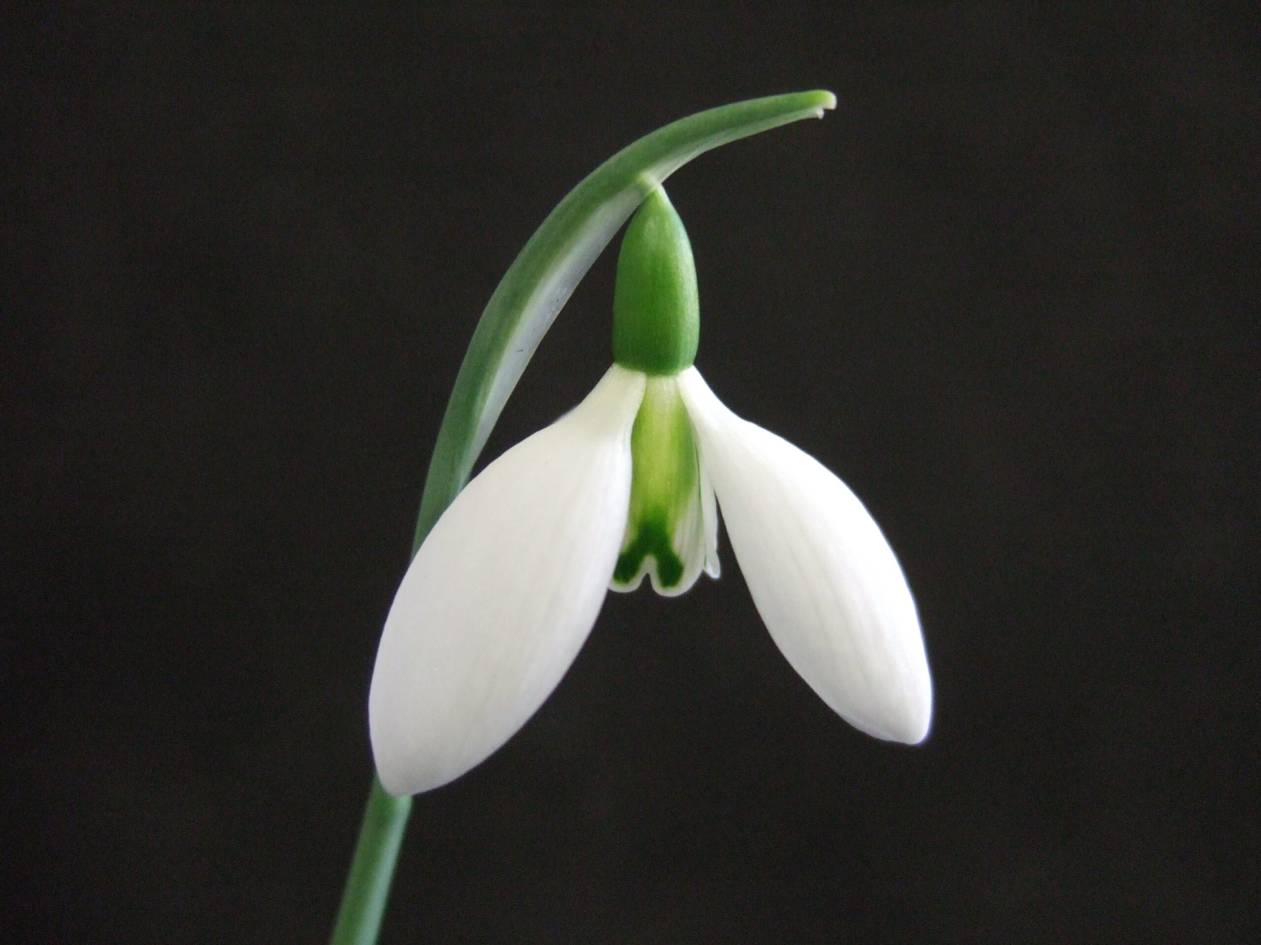 Galanthus 'Fieldgate Prelude'-0