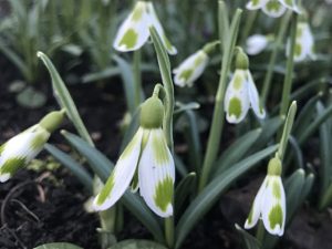 Galanthus 'Phil Cornish'-0