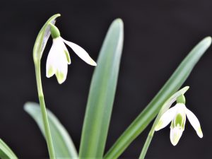 Galanthus 'Sir Henry B-C'-0