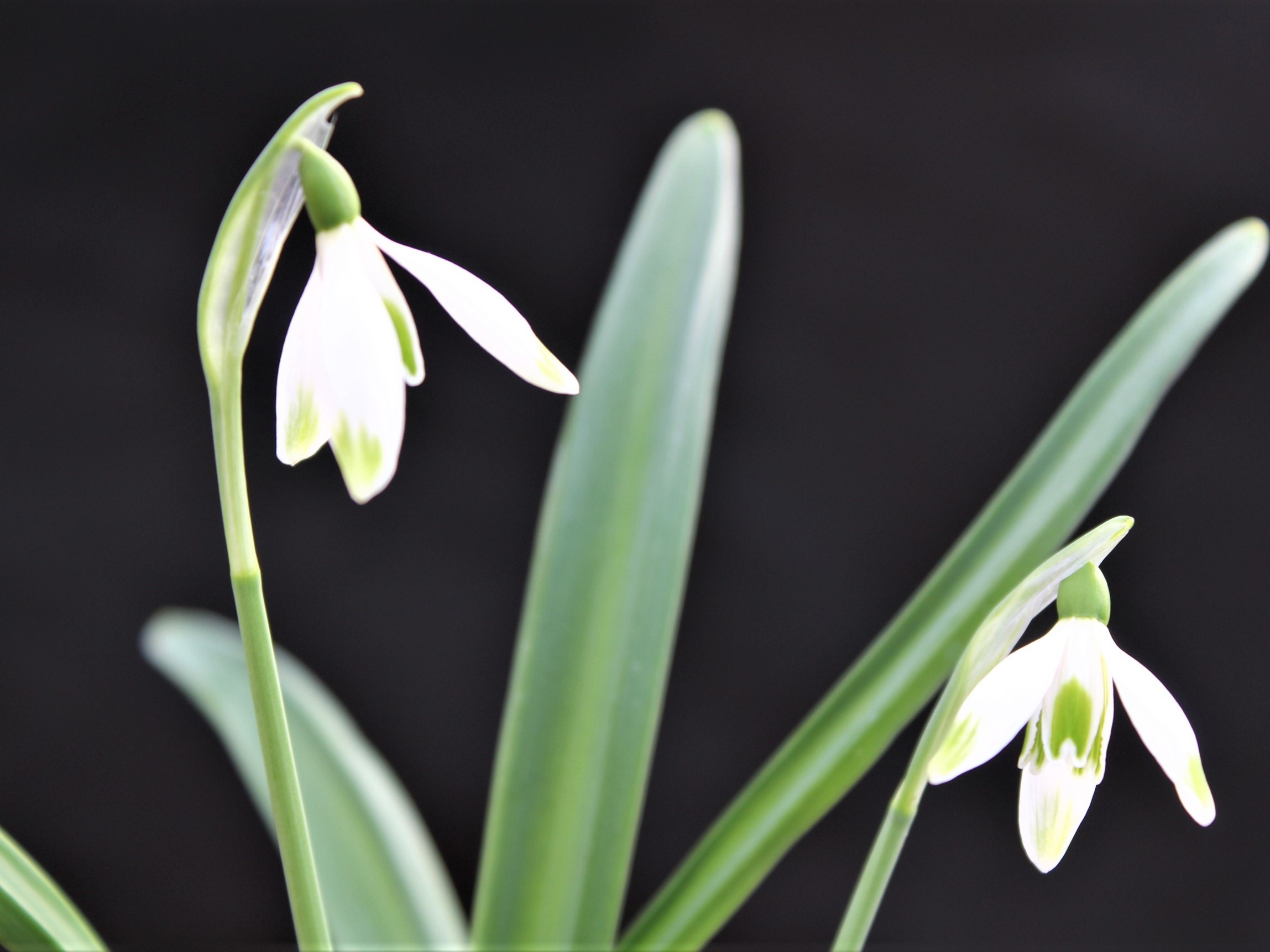 Galanthus 'Sir Henry B-C'-0