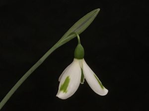 Galanthus 'Trumpolute'-0
