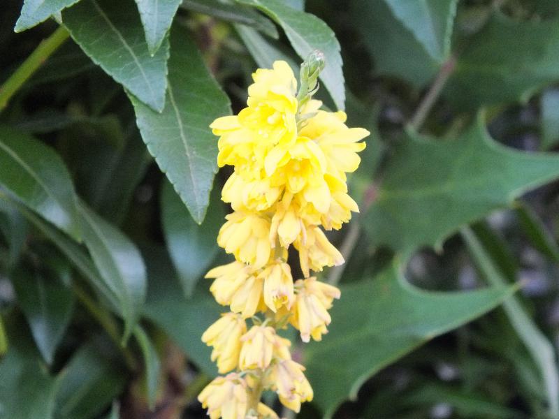 Mahonia x media 'Arthur Menzies'-15290