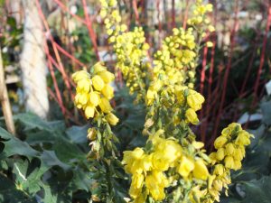 Mahonia x media 'Arthur Menzies'-15289