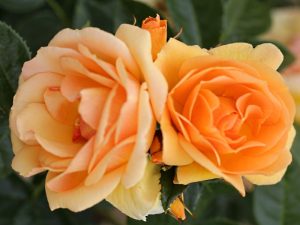 Rosa floribunda Queen Bee 'Tan04603'-0