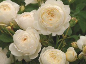 Rosa 'Claire Austin' Climbing (Ausprior)-0