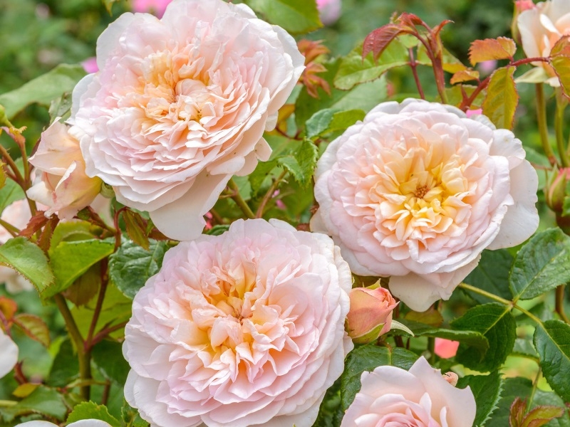 Rosa 'Emily Brontë' (Ausearnshaw)-0