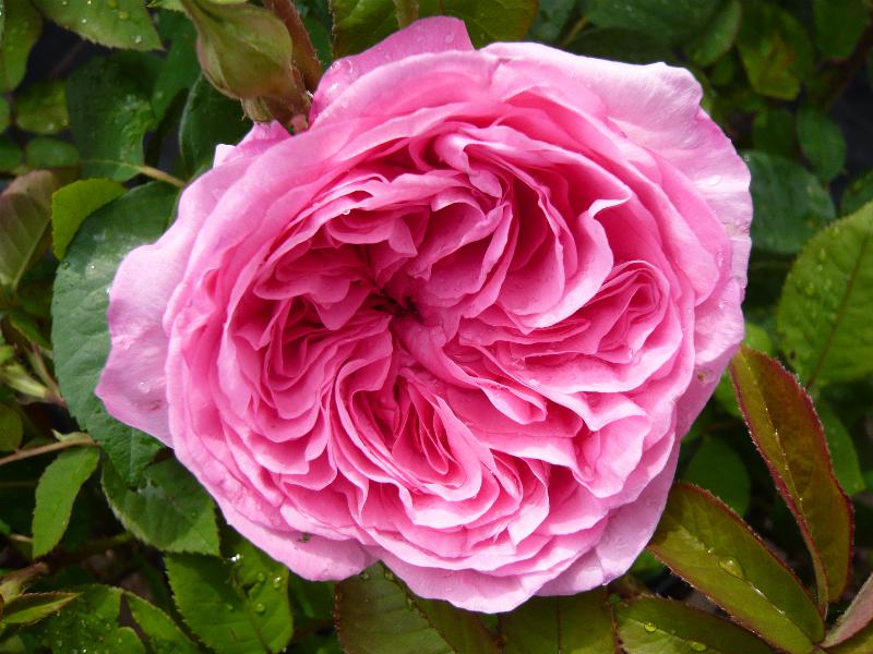 Rosa 'Gertrude Jekyll' ® Climbing (Ausbord)-15411