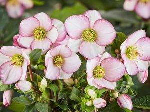 Helleborus HGC Ice n' Roses ' Picotee'-0