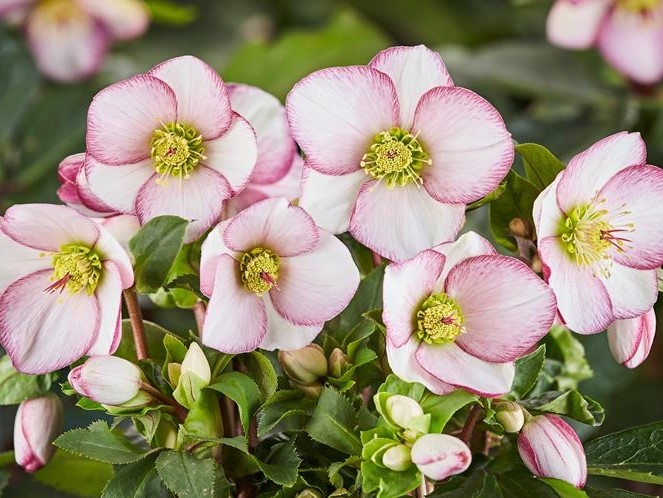 Helleborus HGC Ice n' Roses ' Picotee'-0