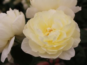 Rosa 'Vanessa Bell' (Auseasel)-0
