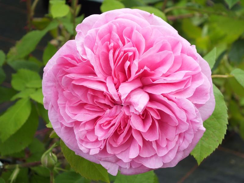 Rosa 'Gertrude Jekyll' ® Climbing (Ausbord)-0