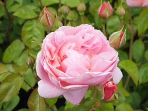 Rosa 'Strawberry Hill' Climbing (Ausrimini)-0