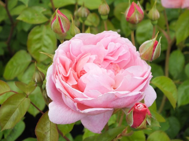 Rosa 'Strawberry Hill' Climbing (Ausrimini)-0