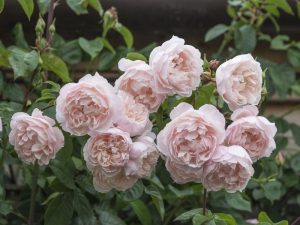 Rosa 'The Generous Gardener' Climbing (Ausdrawn)-0