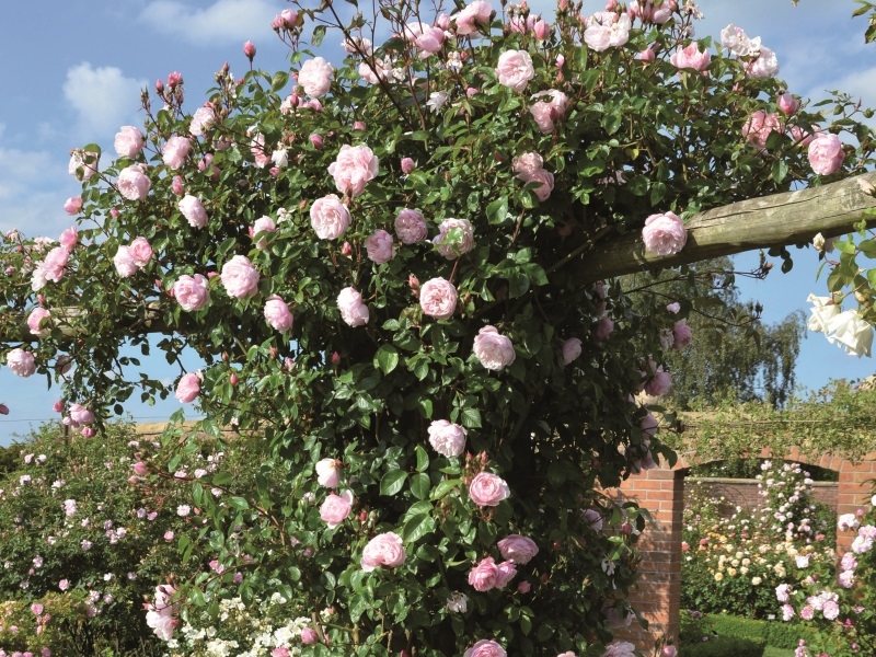 Rosa 'The Generous Gardener' Climbing (Ausdrawn)-15484