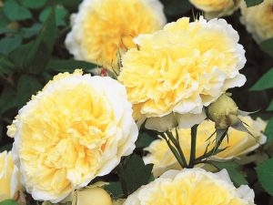 Rosa 'The Pilgrim' Climbing (Auswalker)-0
