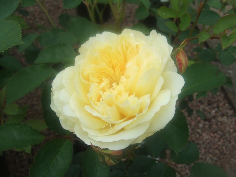 Rosa 'The Pilgrim' Climbing (Auswalker)-15436