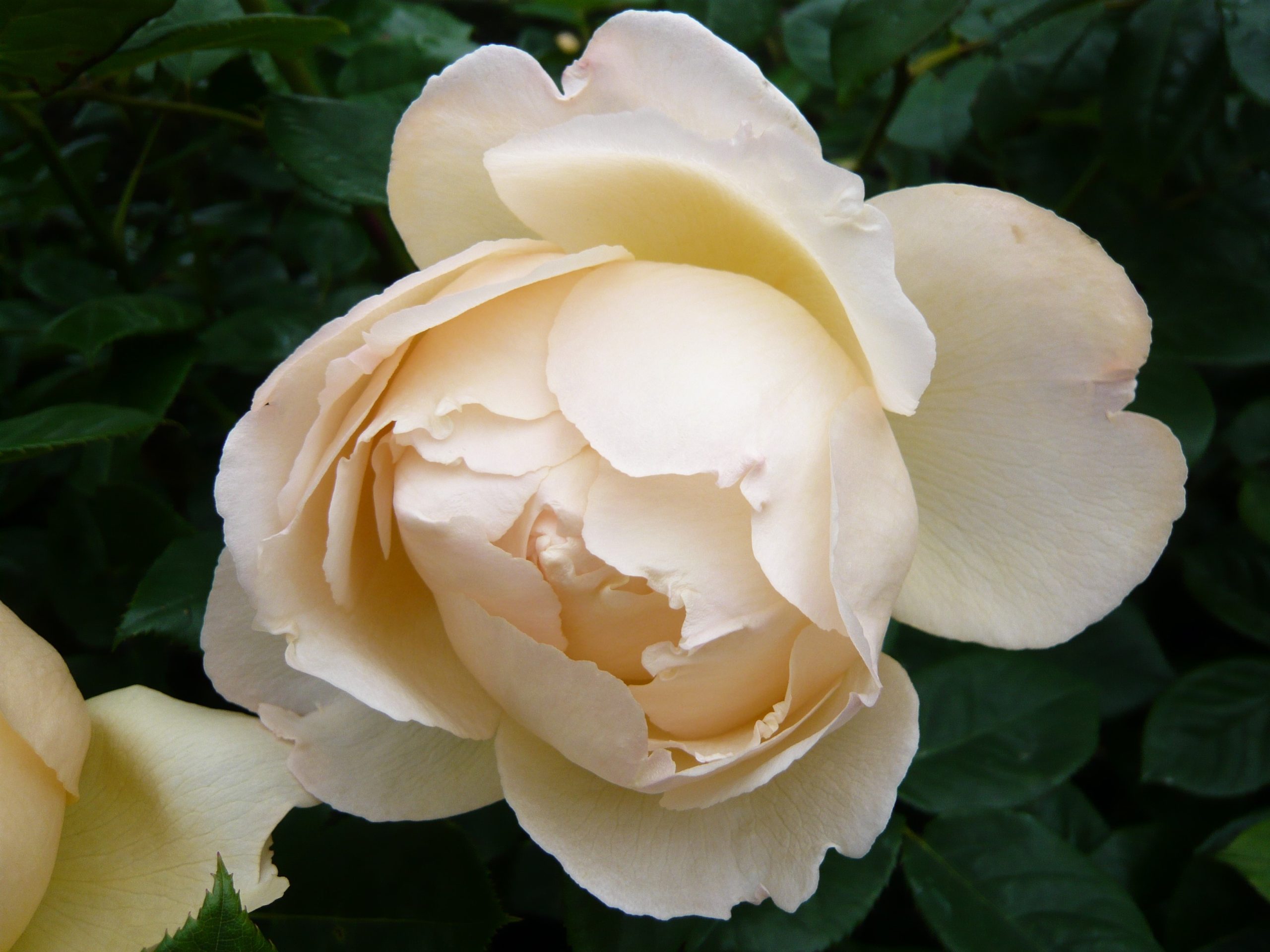 Rosa 'Wollerton Old Hall' Climbing (Ausblanket)-0