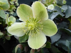 Helleborus x ericsmithii HGC Monte Cristo (=Coseh 860)-0
