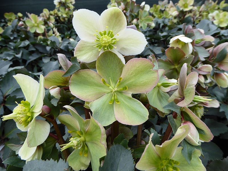 Helleborus x ericsmithii HGC Monte Cristo (=Coseh 860)-15475