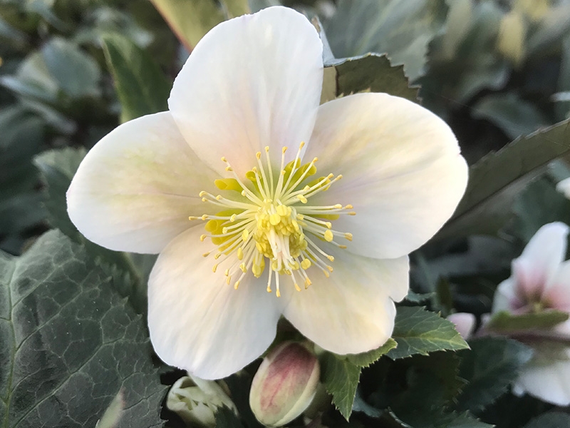 Helleborus x ericsmithii HGC Shooting Star (='Coseh 790')-15472