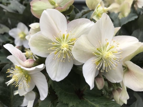 Helleborus x ericsmithii HGC Shooting Star (='Coseh 790')-0