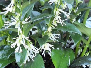 Sarcococca confusa-0